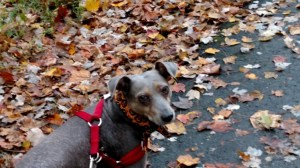 964ec68812260ca96146e1a2cdc2e675