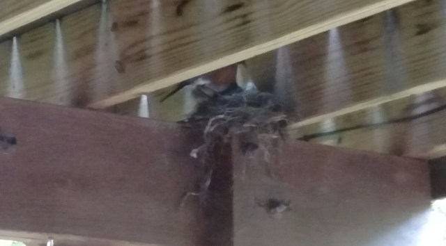 IMG_20170710_081135576